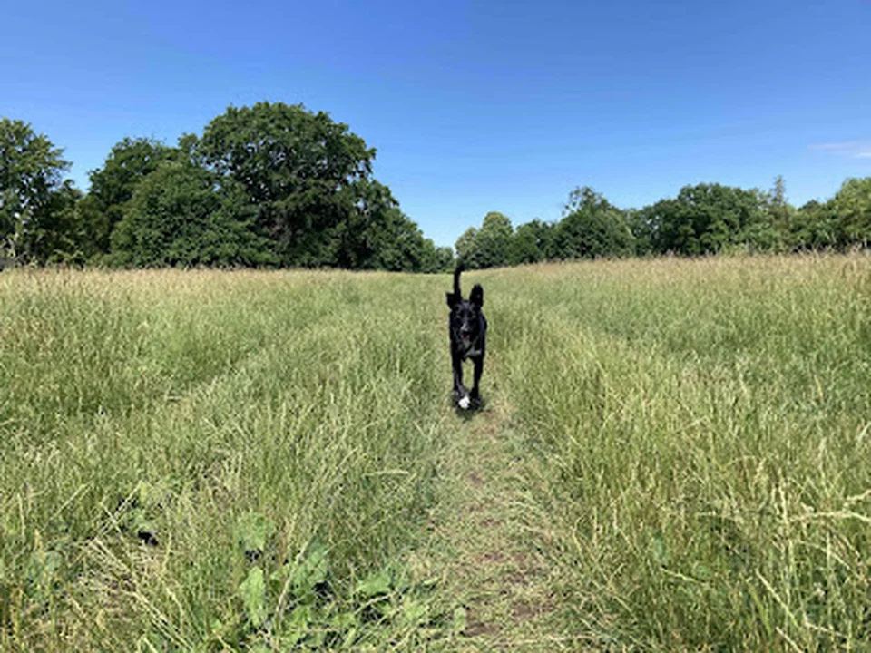 camo - Gassiservice & Training für Mensch und Hund München