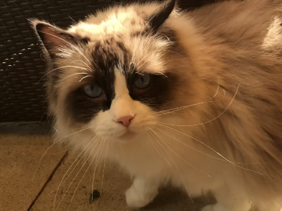 Care4Pets-muenchen, München