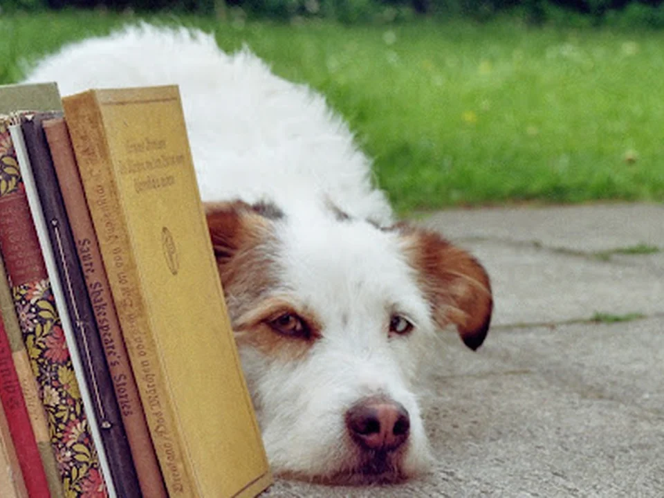 Hundeausbildung | teamtraining Mensch & Hund | München