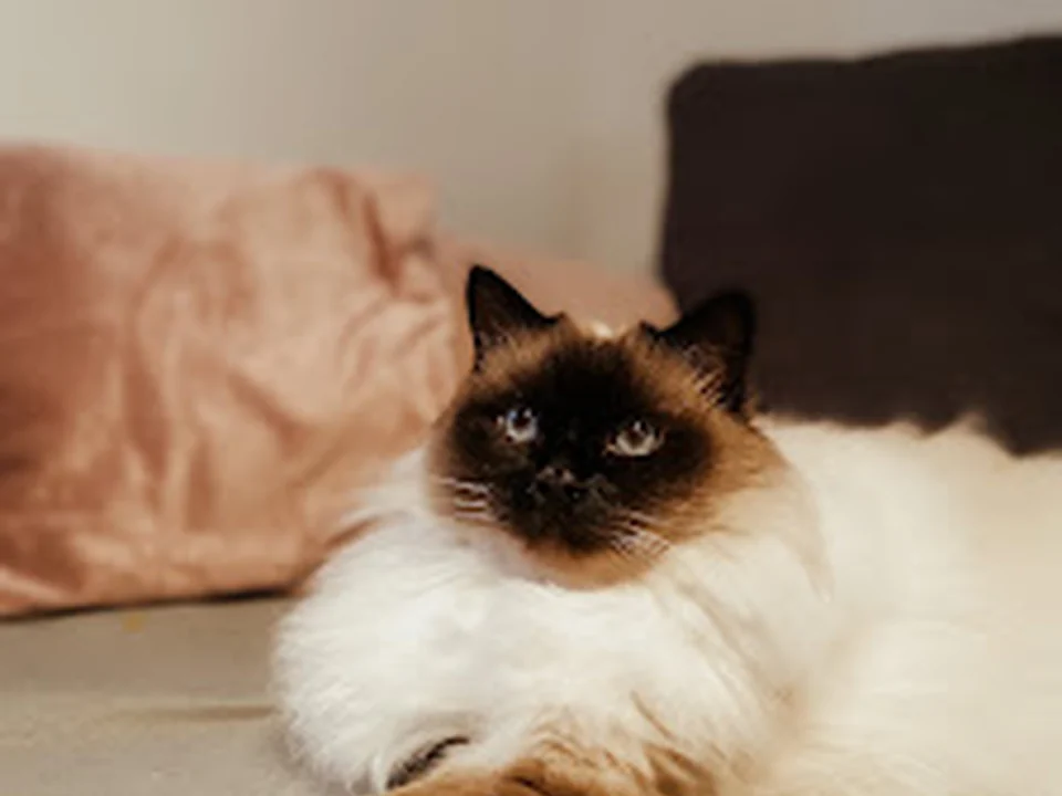 Mobile Katzenbetreuung Schnurrgeflüster / Katzensitterin, München