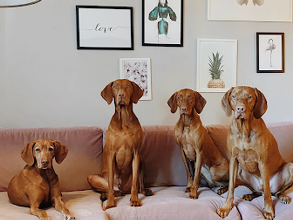 Lennox & Friends Hundetagesstätte, München