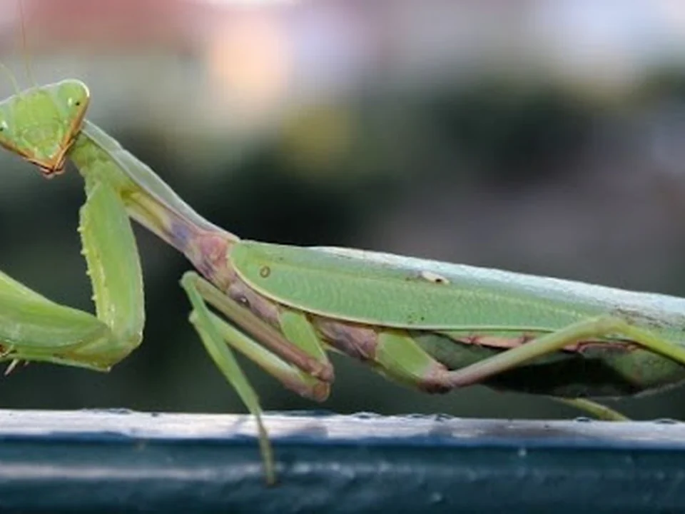 Mantis Schädlingsbekämpfung, München
