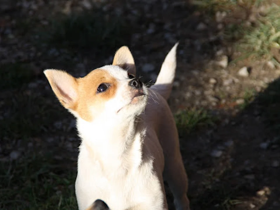 Hundetagesstätte Die Fellnasen, München
