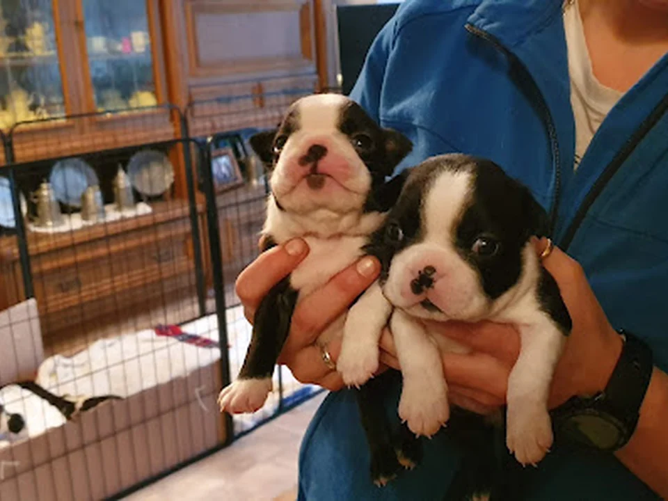 Hunde- & Katzenpension Schatzhuber, München