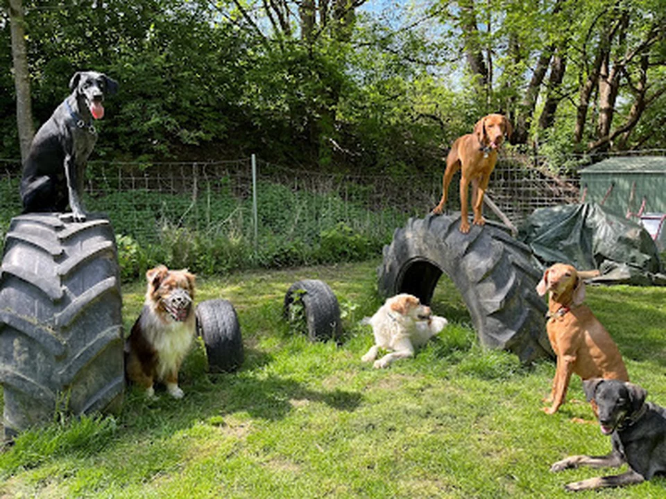 DOGGES Weggefährten- Hundebetreuung & Gassiservice im Münchner Südosten, München