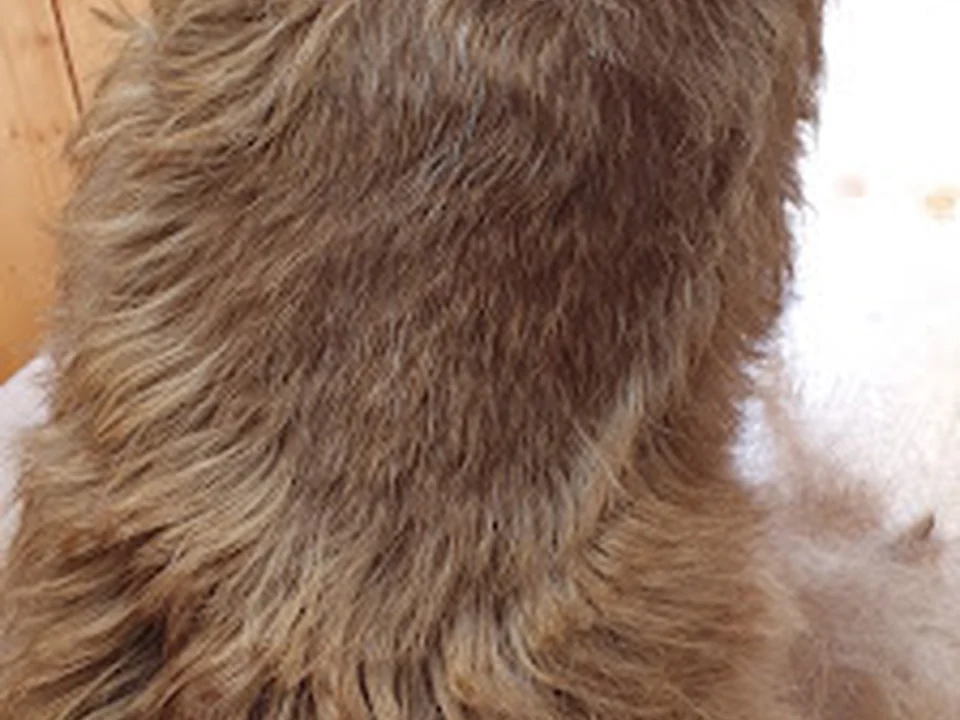 Moderne Pfoten Hunde- und Katzenfriseur, München