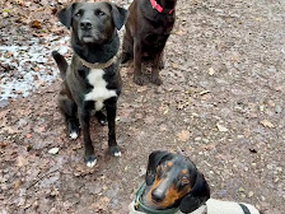 Holly's Friends Hundebetreuung München