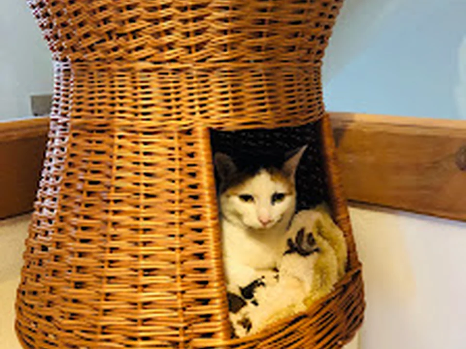 Katzenpension Mühlbichler, München