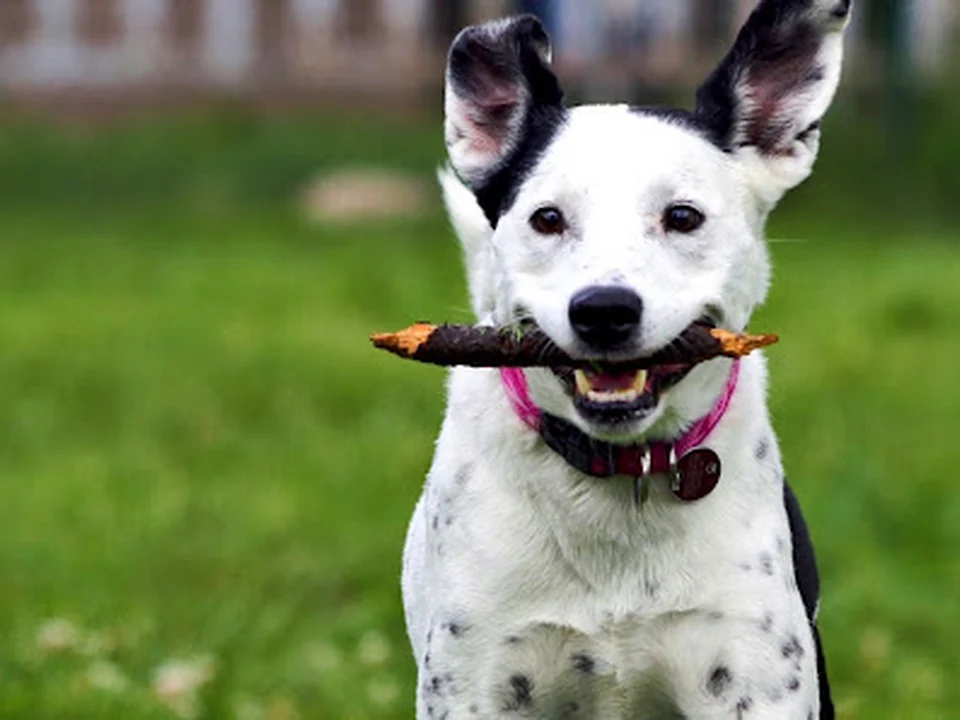Hundeschule Freude am Hund – München Pasing
