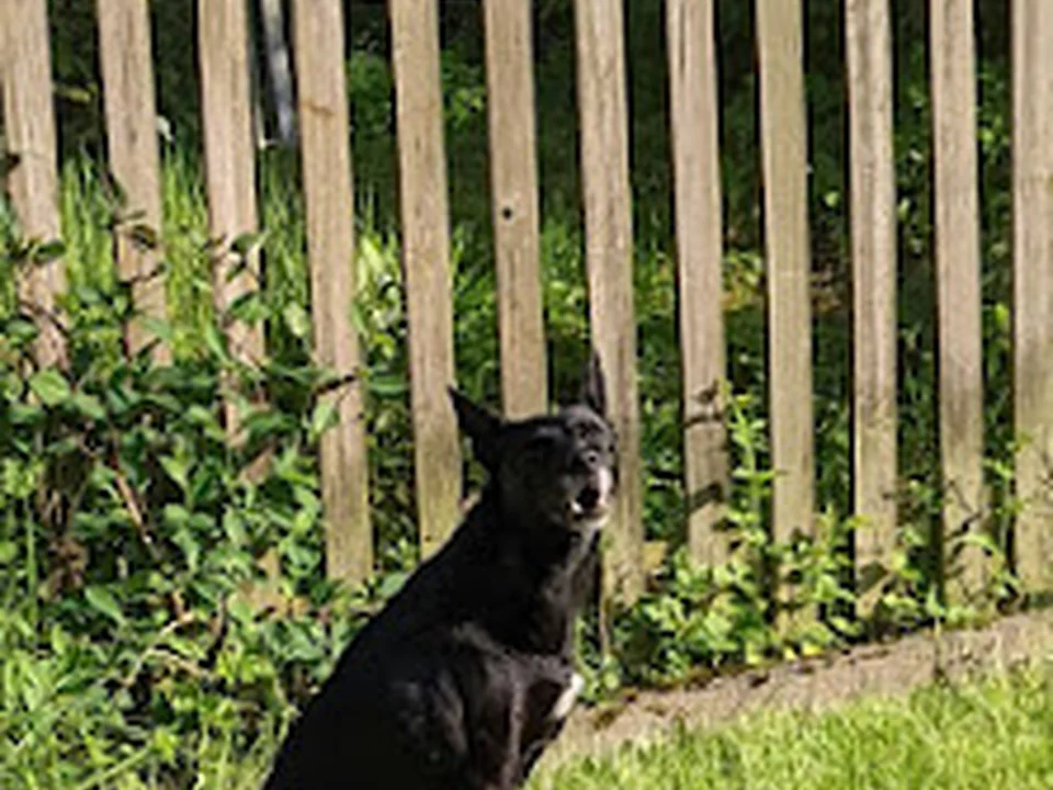 Dr. med. vet. Tina Hölscher, Tierarzt, München