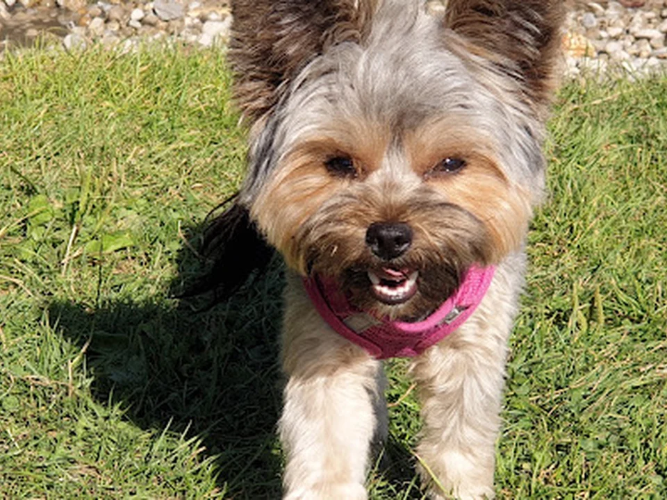4 Beiner Hundesalon (Hundefriseur), München