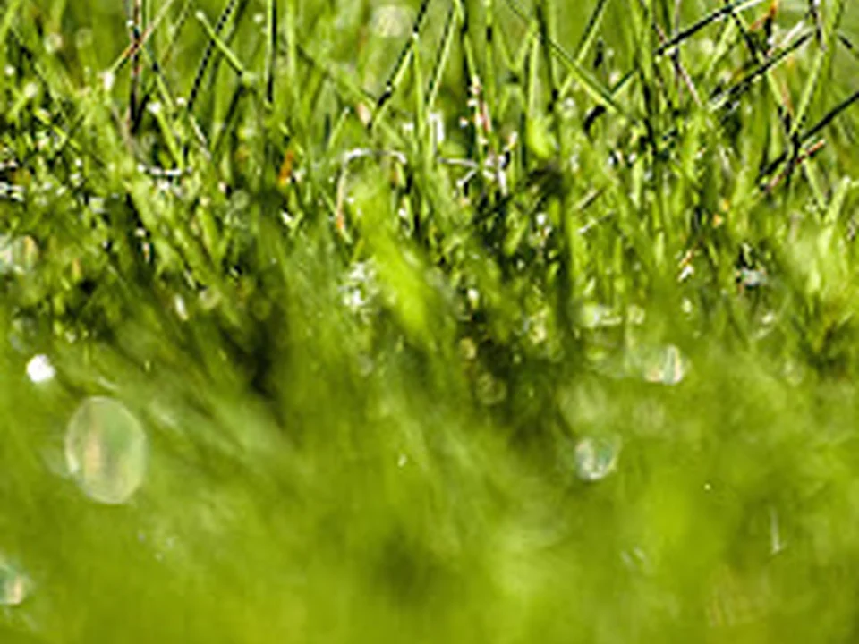 Klaus Staudinger Garten- und Landschaftsbau München Brennholz