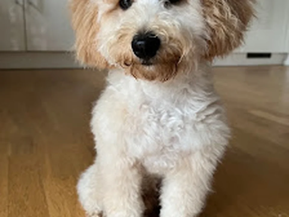 DOG'S BEAUTY, München