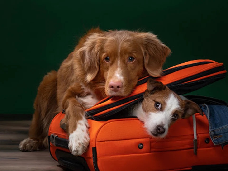 Hundeschule Gröbenzell Frei Schnauze mit Gassi-Service und Hundephysio, München