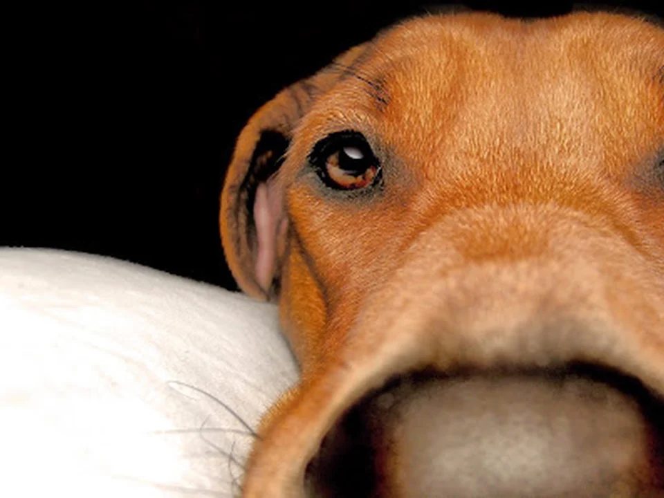 Ihre Hundeschule in München - Hunderudel München