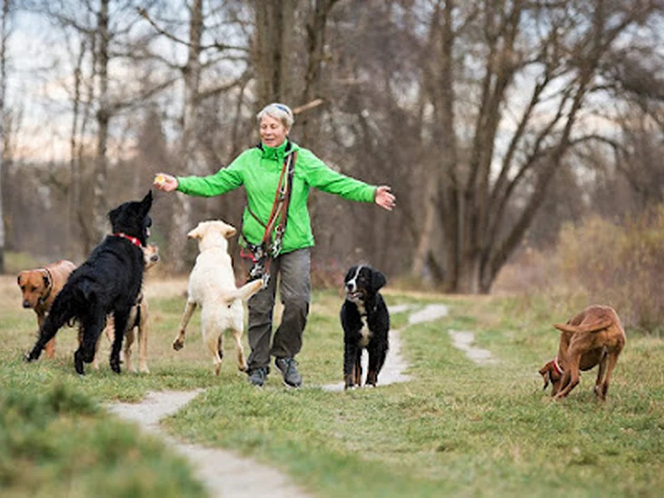 Dog Service München Hundebetreuung & Gassiservice