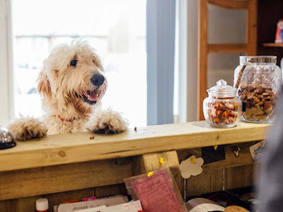 Dog Daycare Hundepension und Tagesstätte München