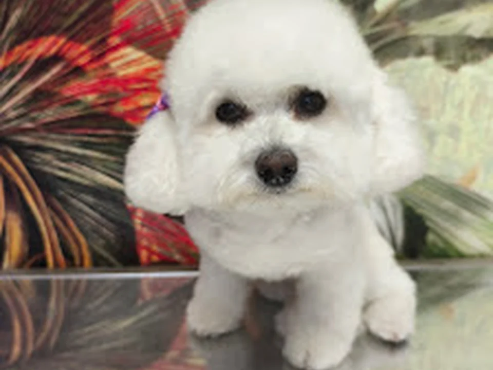 Hundesalon Hundepflege München