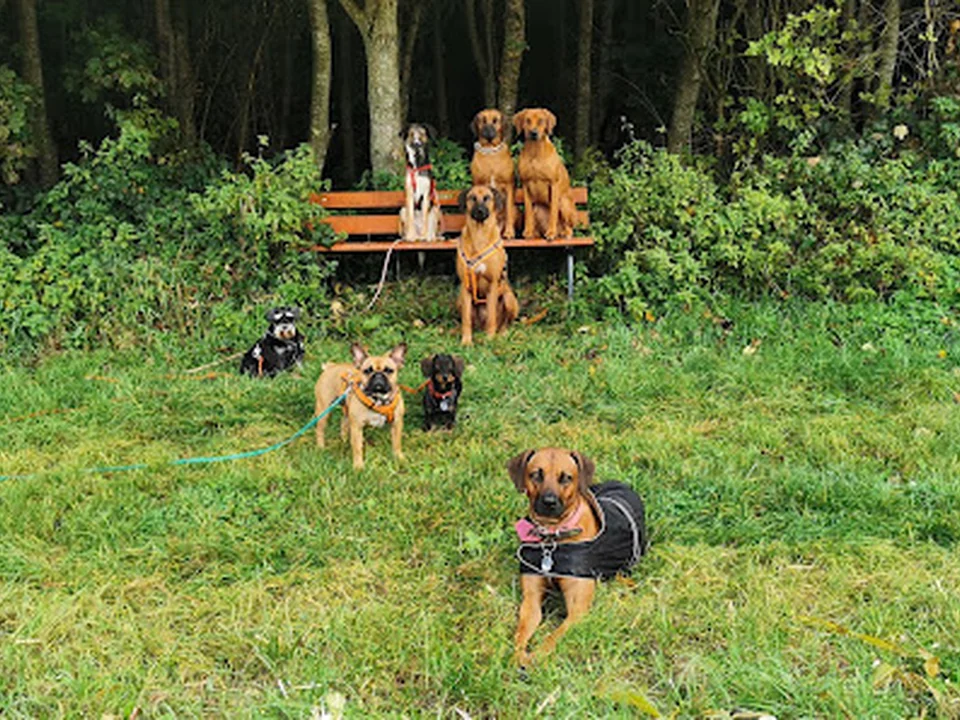 Hundebetreuung Silvia Heitmeier, München